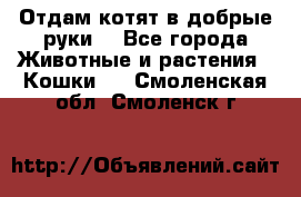 Отдам котят в добрые руки. - Все города Животные и растения » Кошки   . Смоленская обл.,Смоленск г.